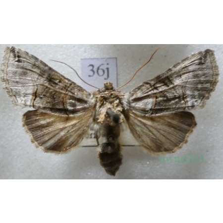 Abrostola tripartita (Hufnagel, 1766) Czech36j